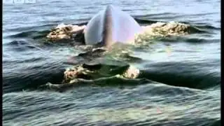 13/  Blue Whale - Blue Planet - BBC wildlife_