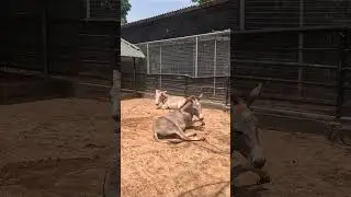 Donkeys having Fun