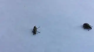 Осторожно!!!Серый  почковый долгоносик.