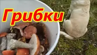 Грибочки!