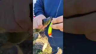 Ловля Щуки / Бешеный Клёв 2/ Отпускаем карандашей/ Рыбалка В Тамбове #fishing #car #tarot