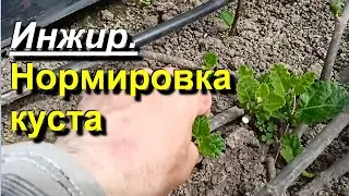 Инжир. Нормировка и формировка куста. 2023 05 15