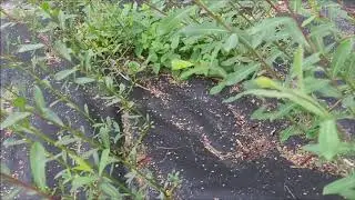 Вести с плантации 04 08 2020