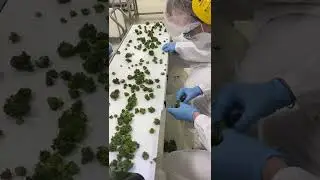 Wirf einen Blick auf eine der neuen Cannabisfabriken in Deutschland