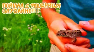 СЛУЧАЙНО ПОЙМАЛ 2 ПРЫТКИЕ ЯЩЕРИЦЫ! EXO TOP