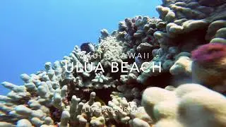 Maui Aqaurium - Ulua Beach