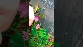 Неуклюжий бананоед ( при съёмках ни один бананоед не пострадал)