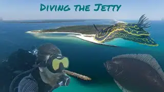 Diving the jetty - FISH IDENTIFICATION - St Andrews state park! 