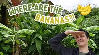 The BIG ISSUE with my Banana Plants 2024