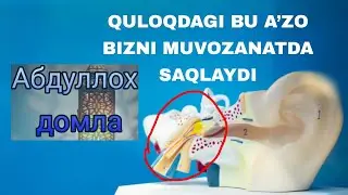 QULOQDAGI BU A’ZO BIZNI MUVOZANATDA SAQLAYDI - ABDULLOH DOMLA (Animatsiya)
