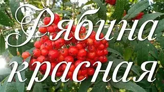 Рябина красная🌿  Натуральные видеофоны🎬🌿