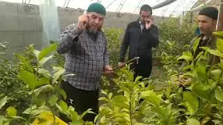 25 02 2022 Совук урган лимонлар ва гулларни саклаб колиш. Устоз МуҳаммадЮсуф ☎️ 93 426 55 22