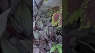 Gardening. 