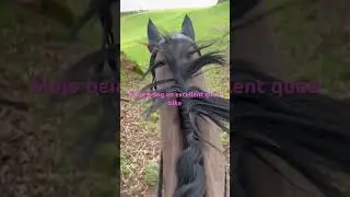 Poets Path  #trailriding #megamojo #lifeafterracing #loveyourror #veteranhorse #horse #shorts