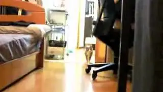 кот нинзя