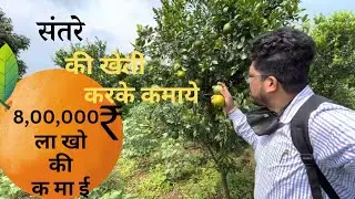 🍊 #संतरे की खेती कैसे होती है#orange#farming |Orange_farming_in_india