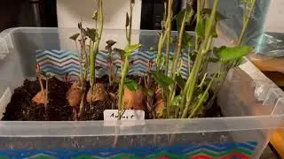 Will Walmart Sweet Potatoes Sprout?