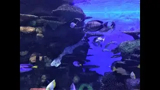 The Tulsa Aquarium