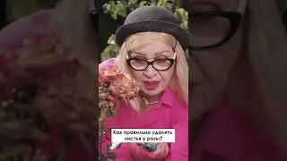 Как правильно удалять листья у розы