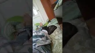 Коту не нравится свист