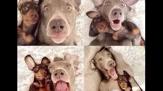 (Ngakak) Lagi Heboh Anjing Selfie!