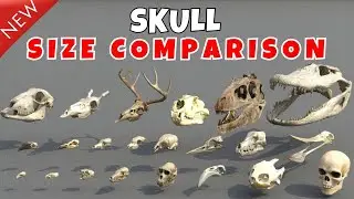 Skull Size 3D Comparison | Size Comparison Animation | Real Scale Comparison