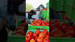 Punganur tomato MSM 🍅🍅 3/10/2024 #punganurtomatomarket #trending #tomato #tomatomarket #tomatowholes
