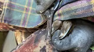 Как обрезать козам копыта