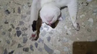 Supine Sleep My Cat / Kucing Tidur Terlentang