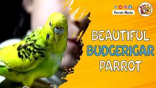 Budgerigar Parrot