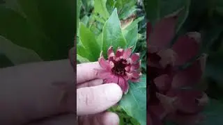 Каликант цветущий (Calycanthus floridus) из семян