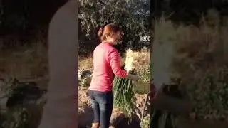 modesta Ayala, entidad de la canción mexicana