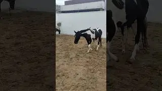 Cavalos do Haras Riacho Claro Gravatá - PE #shorts #short