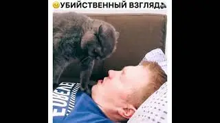 начальника ма
