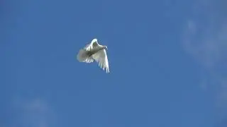 Полеты серпиков с Кривого рога 18  06 21 по восточному ветру