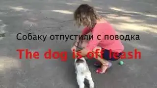 How to Walk Your Dog - Как выгуливать собаку