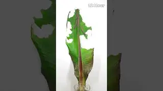 Hungry Caterpillars eat a large banana leaf within 24 hours 