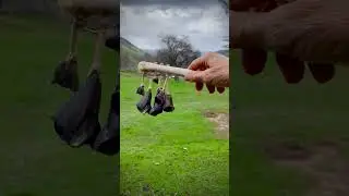 Listen to this very rare Deer Leg, Toes & Dew Rattle from Drum Rattle Dance Sacred Arts Collective.