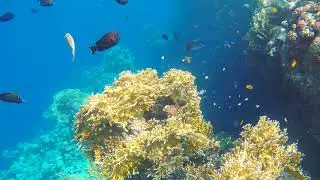 Red Sea 2