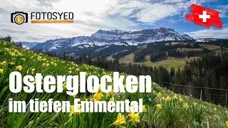 Schangnau - Narzissen Frühling im Emmental - 4K Timelaps