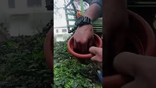 AGRIFOGLIO IN VASO....🌿🌿🌿🌿