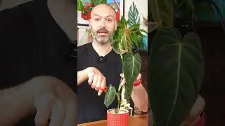 Fix your lanky plant