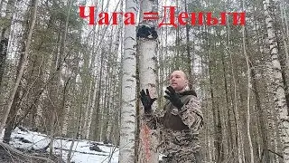 Что такое чага и как на ней заработать!