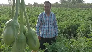 સુરતી રવયા ની ખેતી કરી લાખો નું ઉત્પાદન કરો. શાકભાજી નો રાજા એટલે સુરતી રવયા.