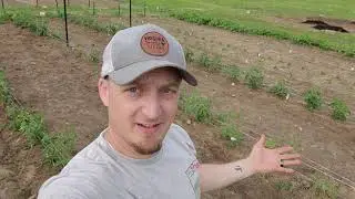 Support Your Plants, Ditch the Tomato Cages!
