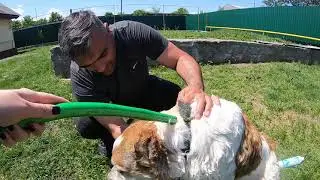 Пёс Граф/Банный день