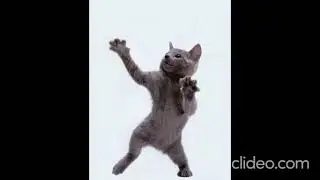 кот танцует под фонк