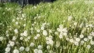 Одуванчики