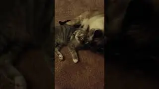 Simba has given in... He loves her!