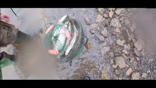 РЫБАЛКА НА РЕЗИНКУ! СОМ. ТОЛСТОЛОБ. ВЕРХОГЛЯД.